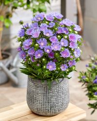 A Stokesia Mels Blue pot