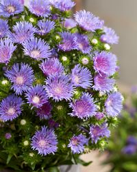 A Stokesia Mels Blue detail flower