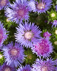 A Stokesia Mels Blue flower