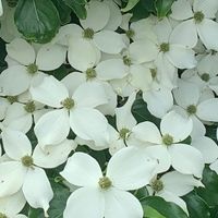 Cornus Bloem detail 