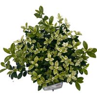 Euonymus jap. &#039;Mikajo&#039;&reg; sense P23 b