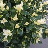 Euonymus jap. &#039;Mikajo&#039;&reg; sense in de tuin detail 1