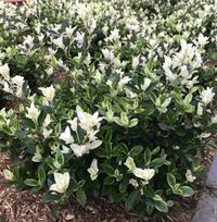 Euonymus jap. &#039;Mikajo&#039;&reg; sense in de tuin detail