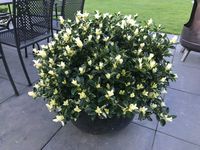 Euonymus jap. &#039;Mikajo&#039;&reg; sense op terras