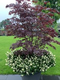 Euonymus jap. &#039;Pierrolino&#039; sense in tuin 2