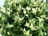 Euonymus jap. &#039;Pierrolino&#039;&reg; sense P23 005 (7)