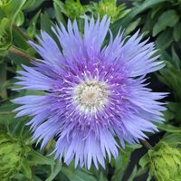 Stokesia &#039;Mega Mels&#039; bloem