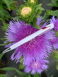 Stokesia &#039;Mega Mels&#039; bloemgrote