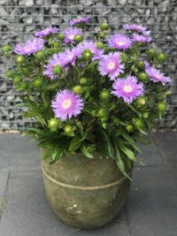 Stokesia &#039;Mega Mels&#039; promotie 