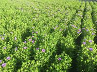 Stokesia &#039;Mels Blue&#039;&reg; sense P23 op het veld