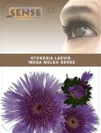 Stokesia Mega Mels