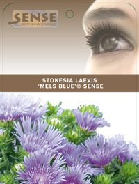 Stokesia Mels Blue